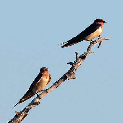 Barn Swallow